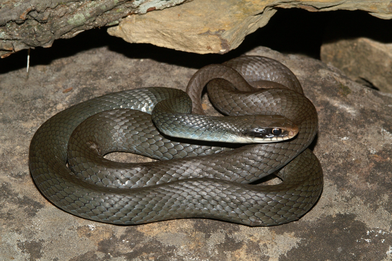 Coluber constrictor latrunculus.0001